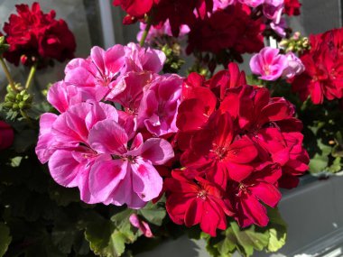 Koyu kırmızı ve pembe güller, Bradford, Yorkshire, İngiltere 'nin dışında yetişiyor.