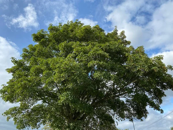 Большое Старое Дерево Фоне Голубого Неба Брэдфорде Йоркшир Великобритания — стоковое фото
