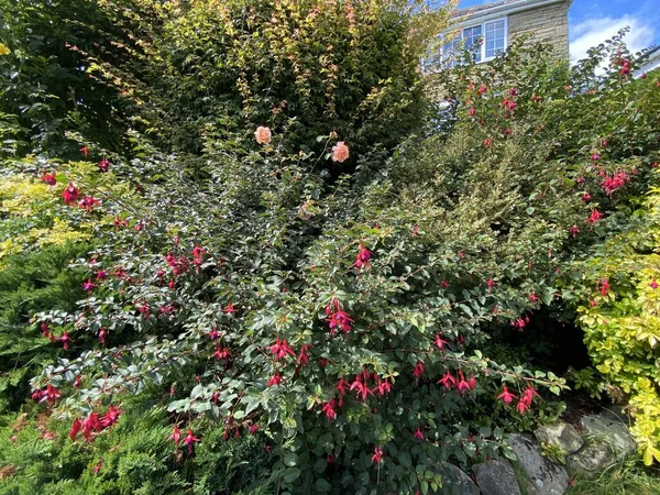 Wilde Rote Blumen Und Rosen Die Einer Trockenmauer Wachsen North — Stockfoto