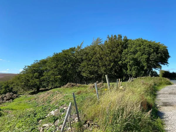Старые Деревья Голубое Небо Вершине Хардисти Хилл Блубберхауз Великобритания — стоковое фото