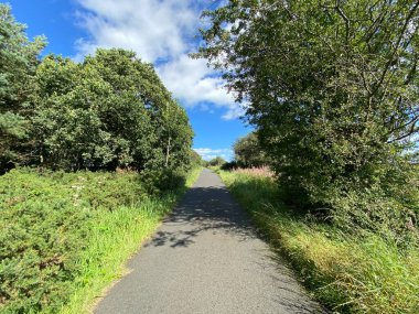 Yukarı bakıyorum, Bedlam Lane, yabani bitkiler, ağaçlar ve çiçeklerle, sıcak bir yaz gününde, Norwood, Harrogate, İngiltere