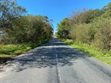 Yukarı bakıyorum, Greenhow Hill Yolu, ağaçlarla dolu, açık mavi gökyüzüne karşı, Thruscross, Harrogate, İngiltere