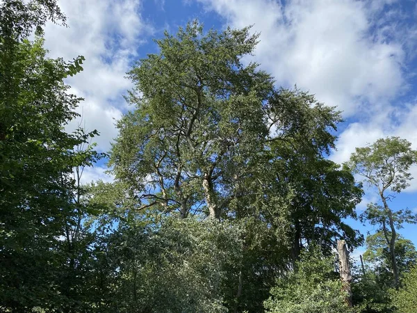 Большое Старое Дерево Загородной Дорожке Рядом Гайзели Лидс Великобритания — стоковое фото