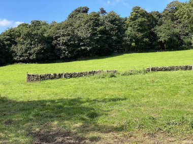 Yamaç çayırı, kuru bir taş duvar, ve uzakta küçük bir orman, güneşli bir günde, Shipley, Bradford, İngiltere