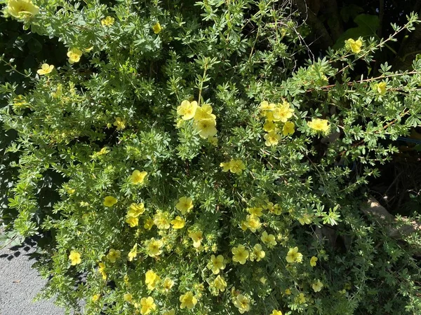 Pale Yellow Flowers Set Amongst Green Leaves Next Stone Wall — Stock Photo, Image