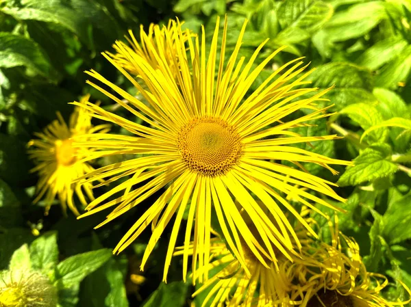 Flor Amarilla Grande Puesta Contra Vegetación Seto Cerca Bradford Yorkshire — Foto de Stock