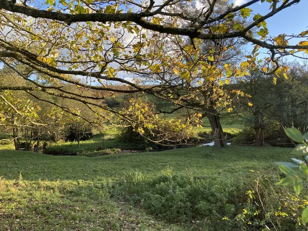 Kırsal sonbahar sahnesi, İngiltere 'de küçük bir çayır, dere ve yaşlı ağaçlarla, Tong, Bradford, İngiltere