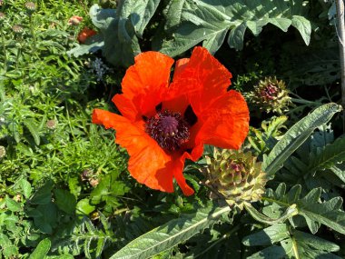 Kırmızı gelincik, yeşil yaprak ve bitkilerin arasına kurulmuş, Skipton, Yorkshire, İngiltere yakınlarındaki bir çalılıkta.