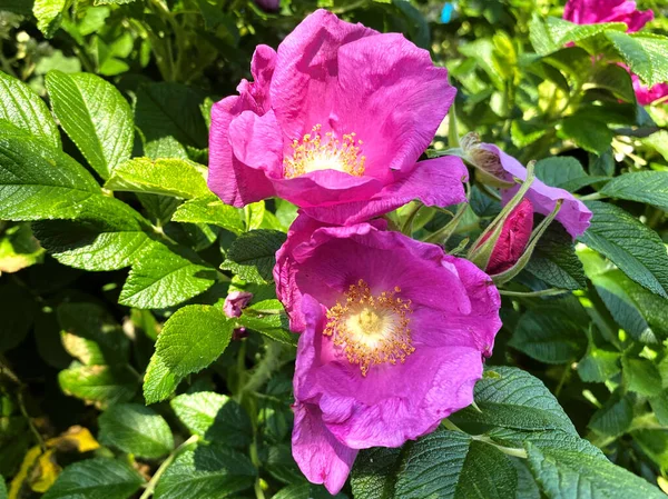 粉红花朵 生长在英国约克郡布拉德福德附近的树篱中 绿叶茂密 — 图库照片