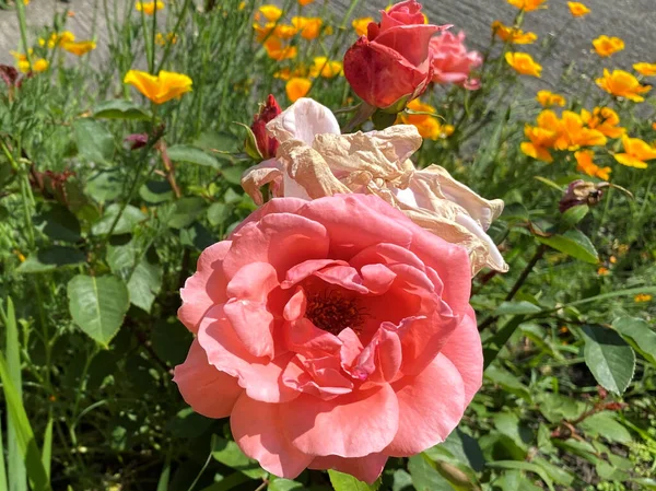 粉红玫瑰 背景在英国约克郡布拉德福德的绿地和加州罂粟中 — 图库照片