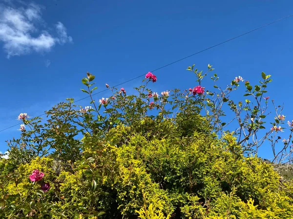 Hedgerow Salvaje Con Rosas Rojas Fijadas Contra Cielo Azul Vivo —  Fotos de Stock