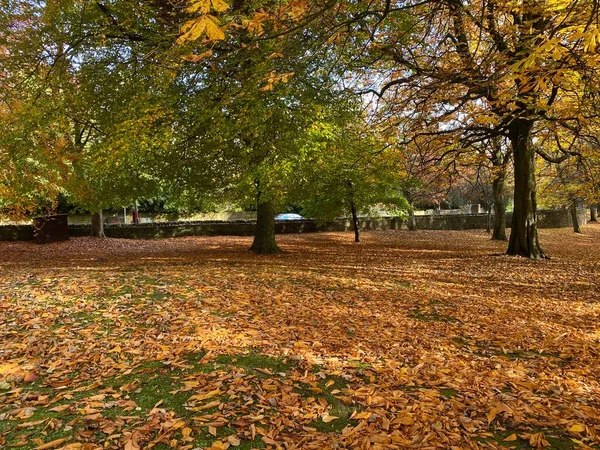 Осінь Лістер Парку Спокійна Сцена Старими Деревами Листям Бредфорд Йоркшир — стокове фото