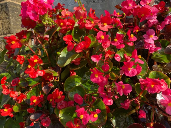 Piros Virágok Lógnak Egy Régi Kőfalon Egy Nyári Napon Skipton — Stock Fotó