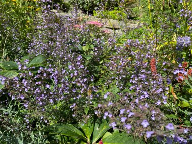 Çiçekler, taş bir duvarın yanında, Ilkley, Yorkshire, İngiltere 'nin kalbinde.