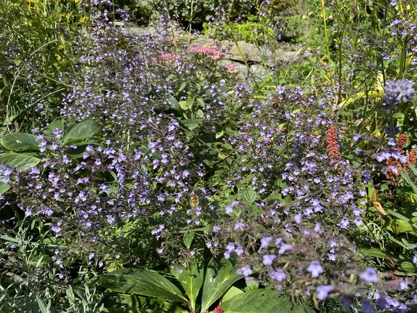 Çiçekler, taş bir duvarın yanında, Ilkley, Yorkshire, İngiltere 'nin kalbinde.