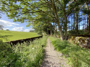 Fewston Barajı 'nın yanından geçen patika. Yaban bitkileri, eski ağaçlar ve İngiltere' nin Fewston, Harrogate bölgesinde kuru bir taş duvar var.