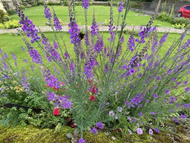 Çiçekler, bir arı ile, yosun kaplı, kuru taş duvar üzerinde büyüyen, Farnley, Leeds, İngiltere
