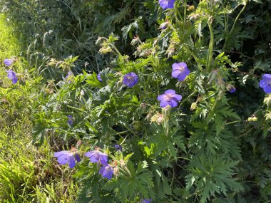 Skipton, Yorkshire, İngiltere yakınlarındaki bir çalılıkta yetişen yabani mavi çiçekler.