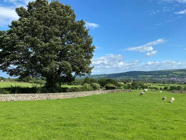 Vidéki Táj Juhok Fák Dombok Távolban Leathley Harrogate — Stock Fotó