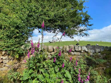 Kuru bir taş duvar, yabani çiçekler, eski bir ağaç ve yakınlarda sığırlar, Skipton, Yorkshire, İngiltere