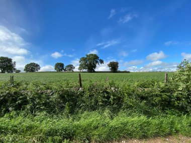 Ufukta ağaçlar görünen yemyeşil alan, Lindley, Harrogate, İngiltere 'de açık mavi gökyüzüne karşı kurulmuş.