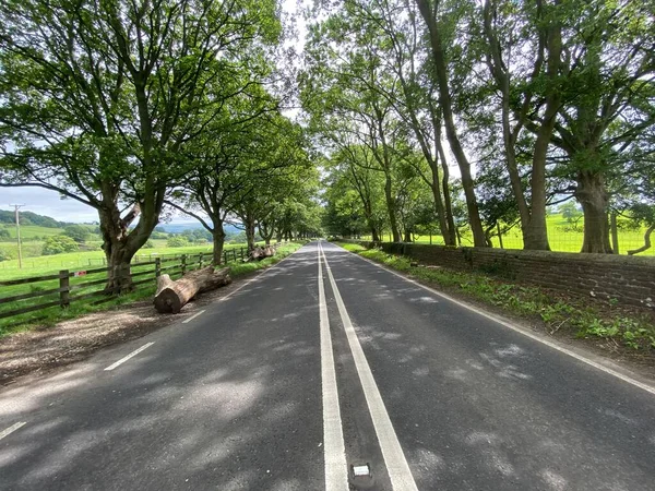 View Bolton Road Suchými Kamennými Zdmi Starými Stromy Kmen Stromu — Stock fotografie