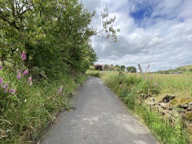 Gümbürtüler Yolu 'na bakın. Kuru taş duvarlar, çiçekler, yabani bitkiler ve yakınlardaki araziler, Delph, Oldham, İngiltere.