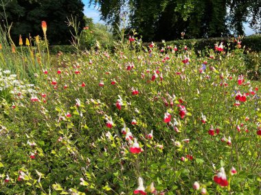 Kırmızı çiçekler, bir bahçe ortamında, yakınındaki büyük ağaçlarla, Brighouse, Yorkshire, İngiltere