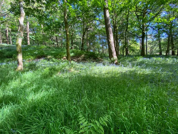Waldgebiet Mit Langen Gräsern Blauglocken Und Wildpflanzen Einem Sonnigen Tag — Stockfoto