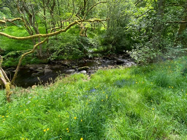 Blauglocken Und Ranunkeln Grasbewachsenen Ufer Eines Baches Einem Waldgebiet Der — Stockfoto