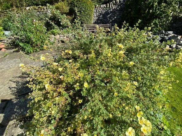 Arbusto Verde Com Flores Amarelas Delicadas Com Outras Plantas Banco — Fotografia de Stock