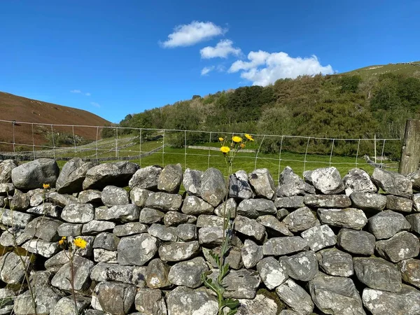 Litton, Skipton, İngiltere 'deki kuru bir taş duvarın üzerinde çiçekler, tarlalar, tepeler ve bozkırlar vardı.