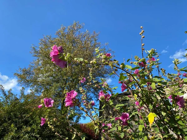 Rote Blumen Vor Einem Strahlend Blauen Himmel Einem Spätsommertag Hawkswick — Stockfoto