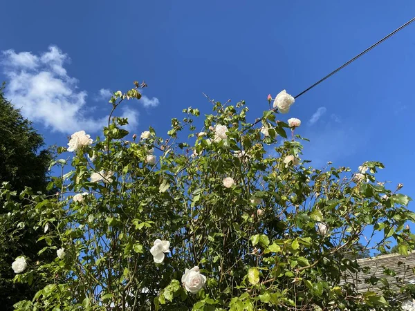 英国斯克普敦 霍克斯威克 夏末的一天 一束白玫瑰映衬着一片鲜亮的蓝天 — 图库照片