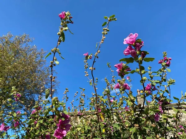 在英国斯克普敦 霍克斯威克 一个夏末的一天 红色的花朵映衬着明亮的蓝天 — 图库照片