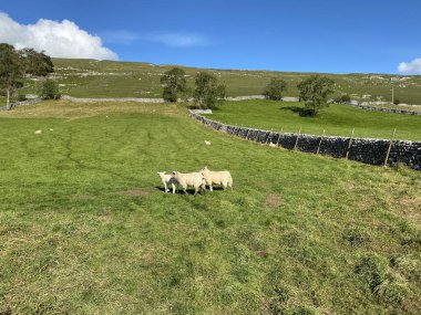 Kuru taş duvarlarla, koyunlarla, ağaçlarla ve Litton, Skipton, İngiltere 'deki kesiklerle tarlaların üzerine bakın.