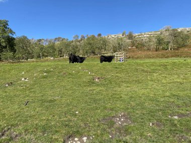 Üç siyah inek, yüksek zemin üzerinde, tarlaları, kuru taş duvarları ve yakınlarındaki uzak çukurlar, Halton Gill, Skipton, İngiltere