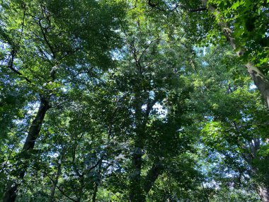 Orman tepe örtüsü, sıcak bir günde, Roundhay Park, Leeds, İngiltere