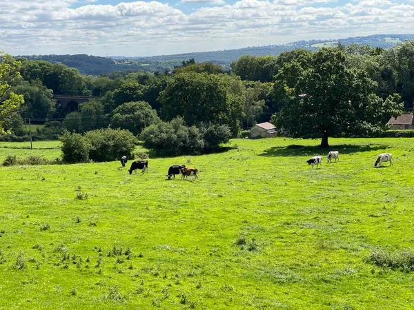 Panoramik manzara, tarlalar, sığırlar, eski ağaçlar, çiftlikler ve tepeler, yakınlarda, Shipley, Bradford, İngiltere