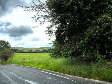 Kırsal bir yoldan, tarlaları, koyunları ve uzak tepeleri olan, yağmurlu bir günde, Skipton, Yorkshire, İngiltere