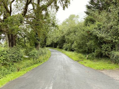 White Hills Lane 'e bakıyorum, yakınındaki eski ağaçlar, çalılar ve çimenler, Stirton, Skipton, İngiltere