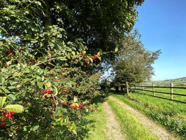 Yoldan gelen araba izleri, ağaçlar, kırmızı böğürtlenler...,