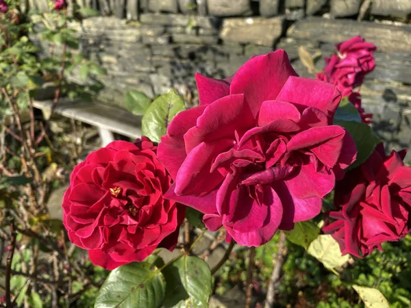 在英国约克郡布拉德福德附近的一个夏日 红玫瑰生长在干燥的石墙旁 — 图库照片