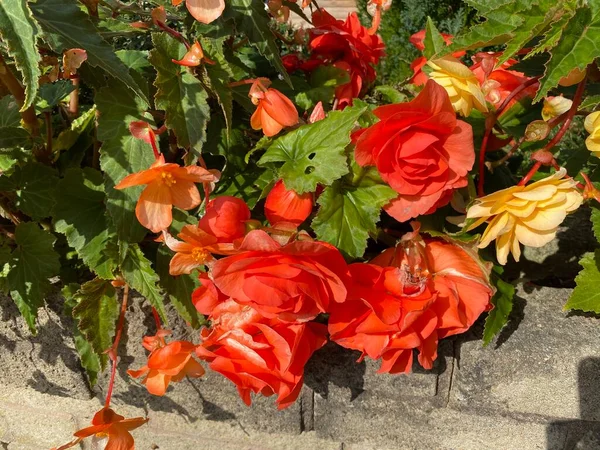 Fleurs Rouges Crème Suspendues Sur Mur Pierre Sèche Jour Été — Photo