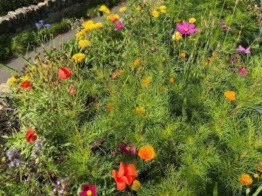 Yol kenarında çiçekler, yaz mevsiminin sonlarında, Halifax, Yorkshire, İngiltere