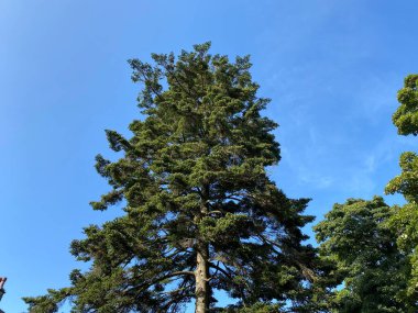 Çok uzun, yaşlı bir ağaç. Roundhay, Leeds, İngiltere yakınlarında canlı, mavi bir gökyüzüne karşı kurulmuş.