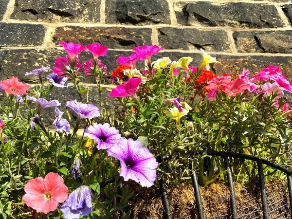 Flowers Next Stone Wall Black Gate Late Summer Bradford Yorkshire — Fotografia de Stock