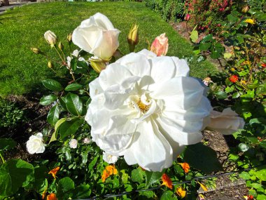 Beyaz gül, bir bahçe ayarı, pembe çiçekler ve çimenler, Bradford, Yorkshire, İngiltere