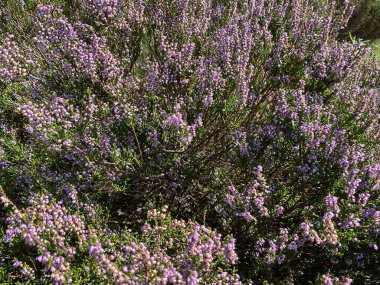Bradford, Yorkshire, İngiltere yakınlarındaki fundalıklarda bulunan pembe fundalık çiçekleri.
