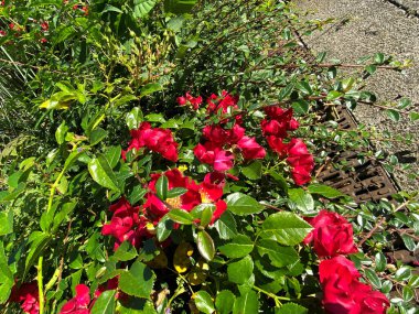 Vahşi kırmızı çiçekler, yol kenarında güneşli bir günde Bradford, Yorkshire, İngiltere yakınlarında.